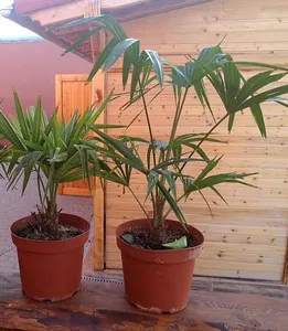 Trachycarpus fortuney 